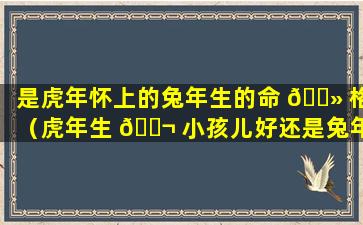 是虎年怀上的兔年生的命 🌻 格（虎年生 🐬 小孩儿好还是兔年生小孩儿好）